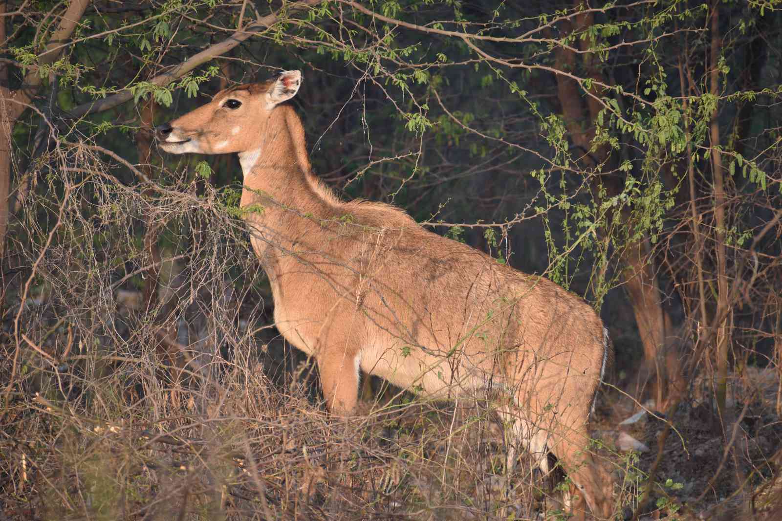 Image Credits: Save Dwarka Forest
